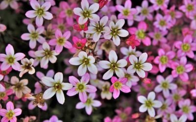 Celebrating the First Day of May