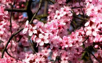 March, the first month of spring – Μάρτιος, ο πρώτος μήνας της άνοιξης