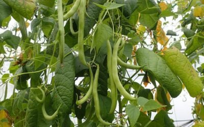 A Greek summer recipe! – Green beans with tomato sauce!