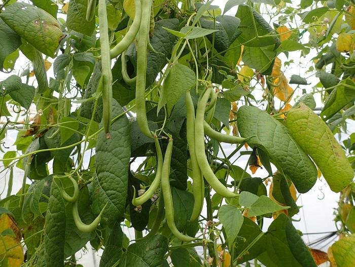 A Greek summer recipe! – Green beans with tomato sauce!