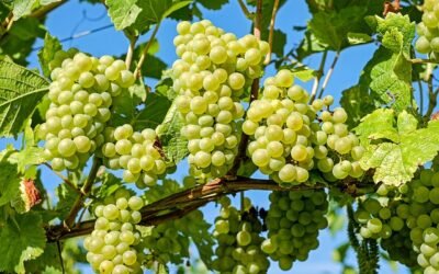 Grape harvest in Greece – Ο τρύγος στην Ελλάδα